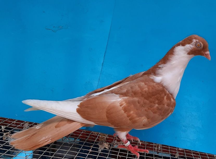 12248  mascul  2021 - Plecați ALBUM 3