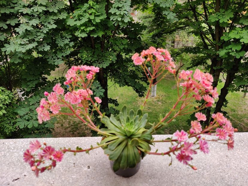 Lewisia - Diverse flori de gradina