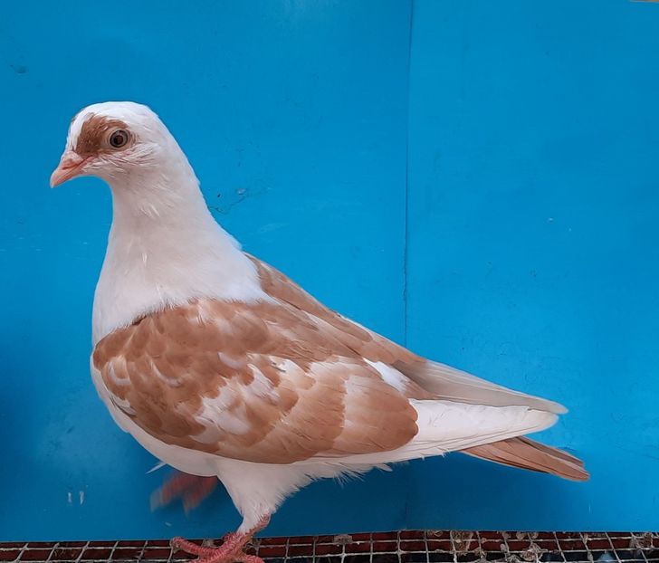 12235  mascul  2021 - Plecați ALBUM 3