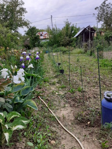  - Gradina 2021