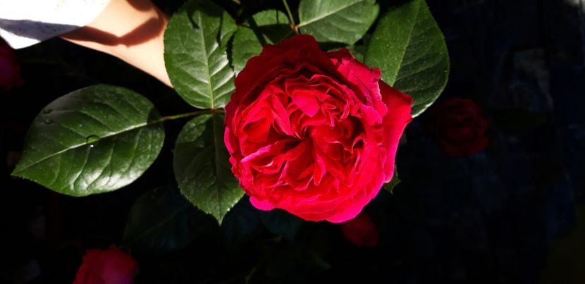  - Red Eden