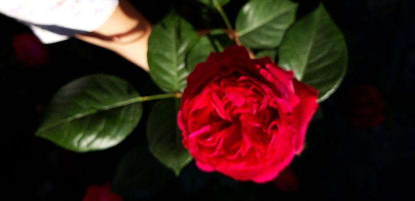  - Red Eden