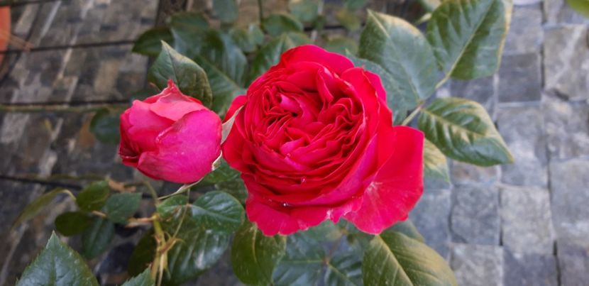  - Red Eden