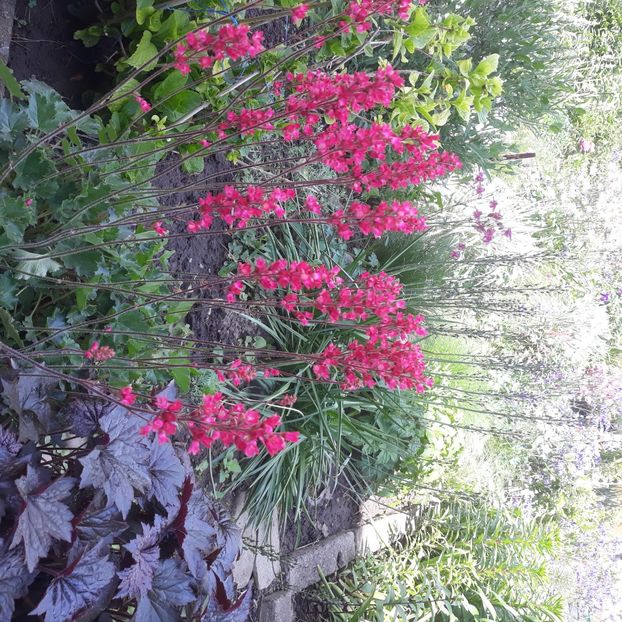  - Flori de grădină-2021