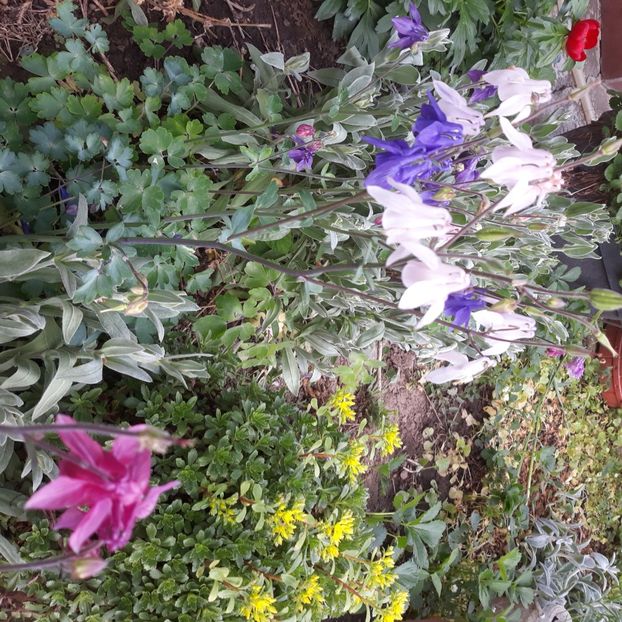  - Flori de grădină-2021