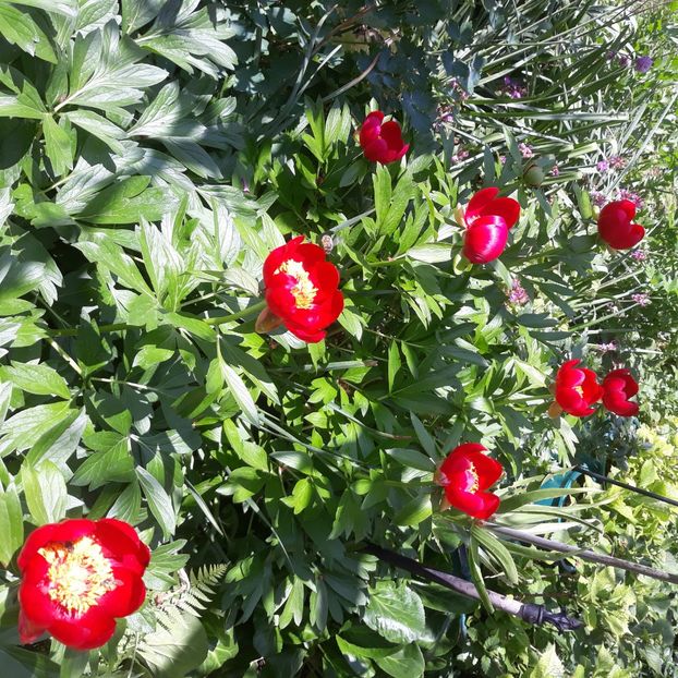  - Flori de grădină-2021