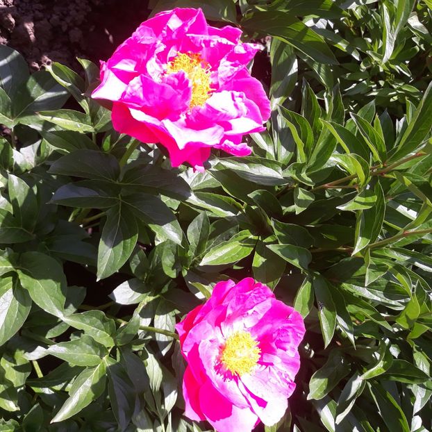  - Flori de grădină-2021