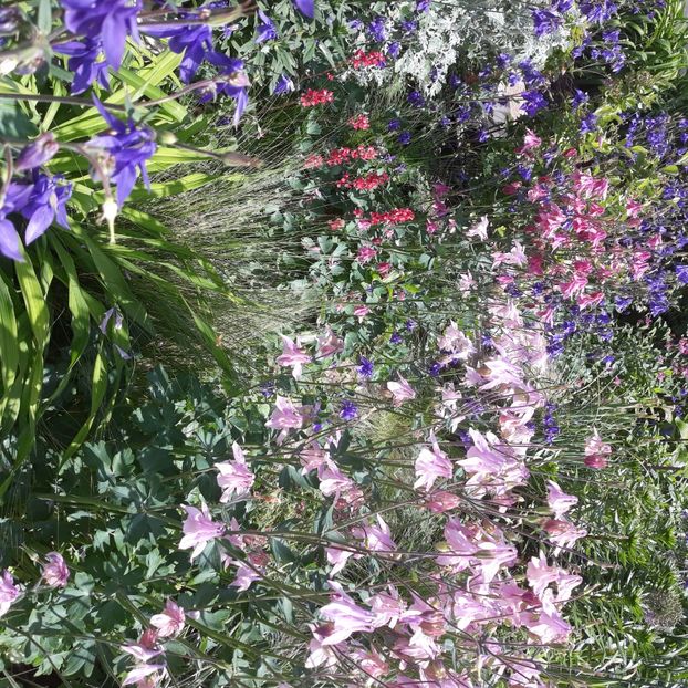  - Flori de grădină-2021