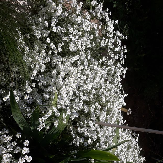  - Flori de grădină-2021