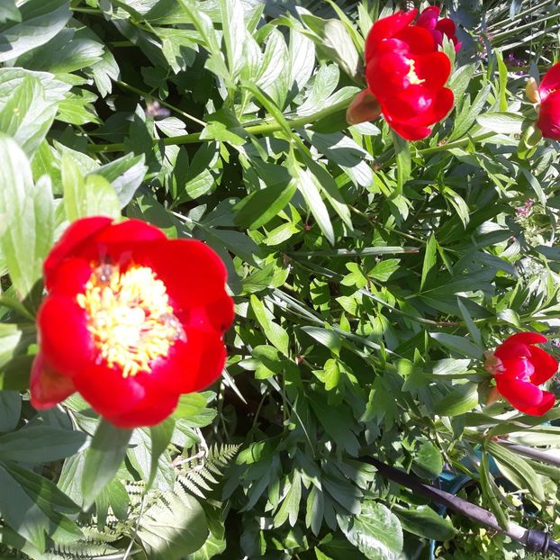  - Flori de grădină-2021