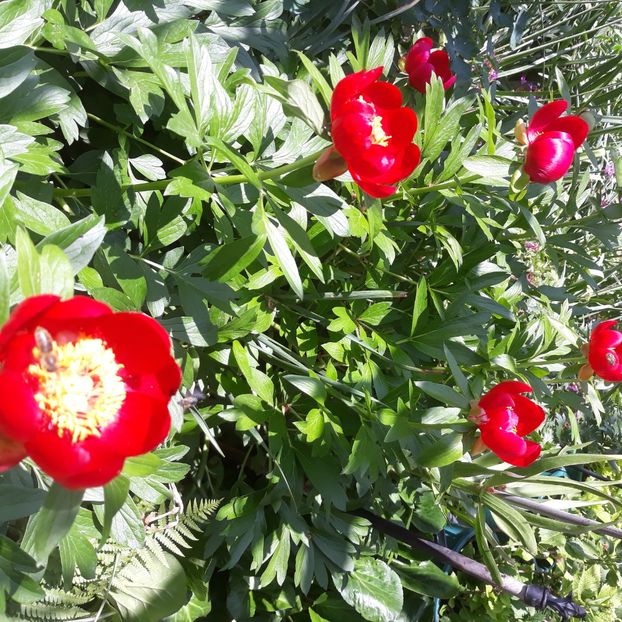  - Flori de grădină-2021