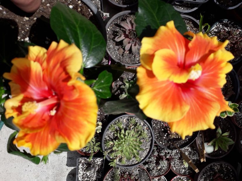  - Talmes Balmes 2021