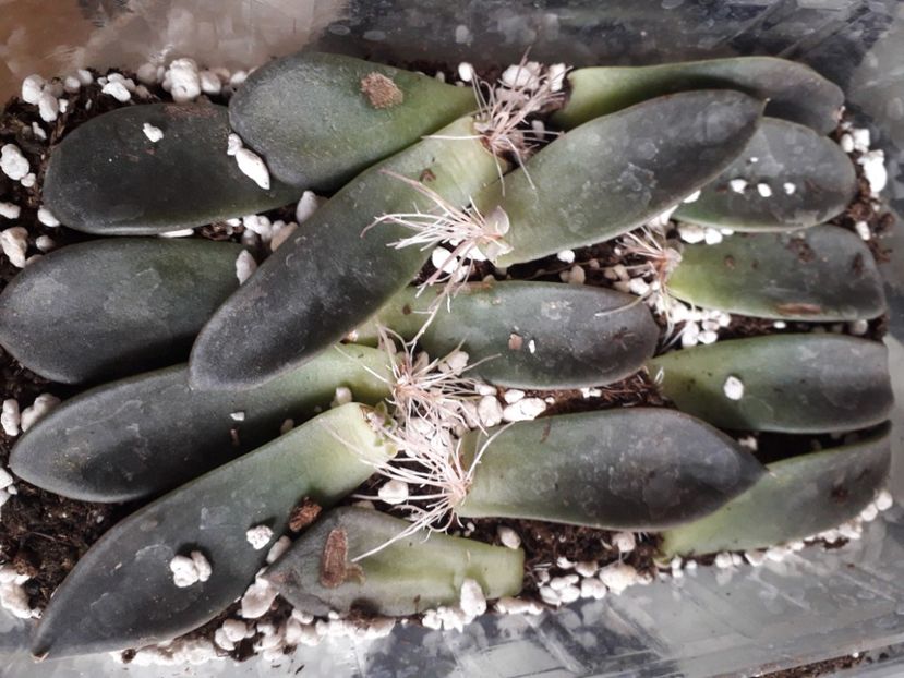  - Talmes Balmes 2021