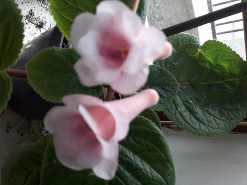  - Talmes Balmes 2021