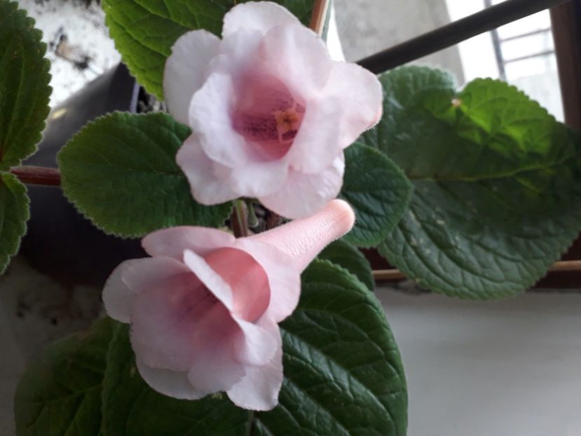  - Talmes Balmes 2021