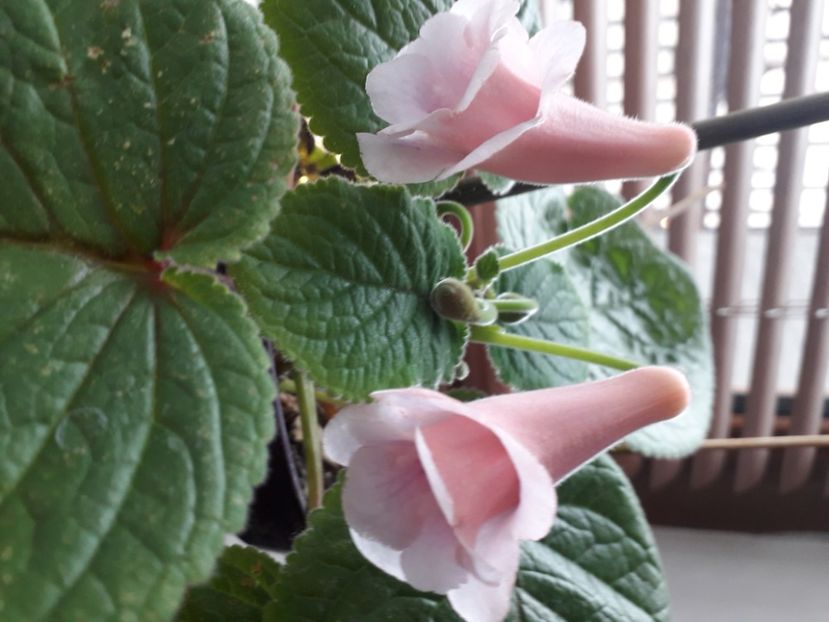  - Talmes Balmes 2021