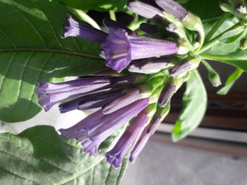  - Talmes Balmes 2021