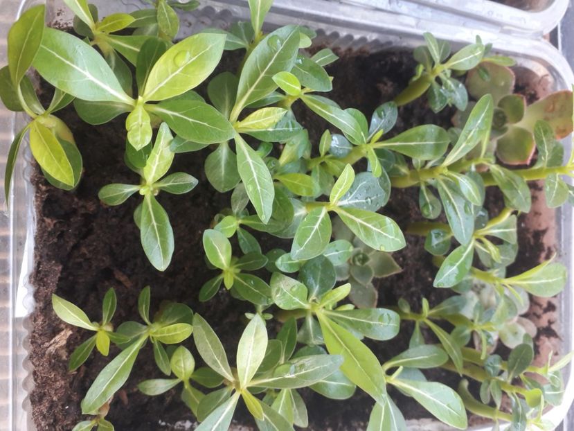  - Talmes Balmes 2021