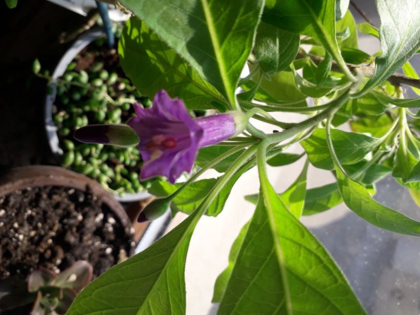  - Talmes Balmes 2021