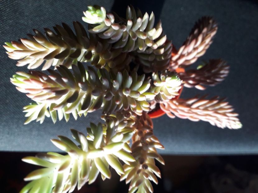  - Talmes Balmes 2021