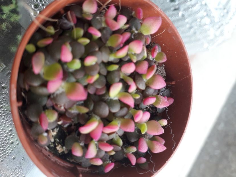  - Talmes Balmes 2021