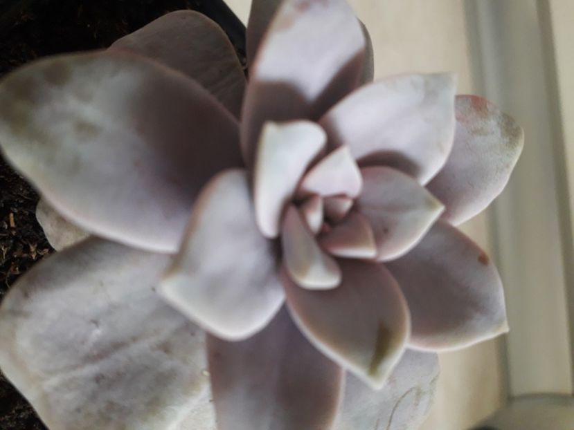  - Talmes Balmes 2021