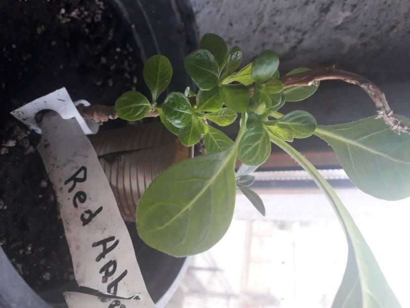  - Talmes Balmes 2021