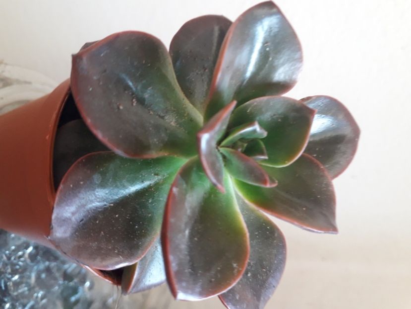  - Talmes Balmes 2021