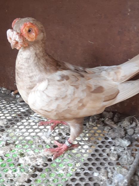 Femela 2014 - Carunculati 2021-bătrânii mei