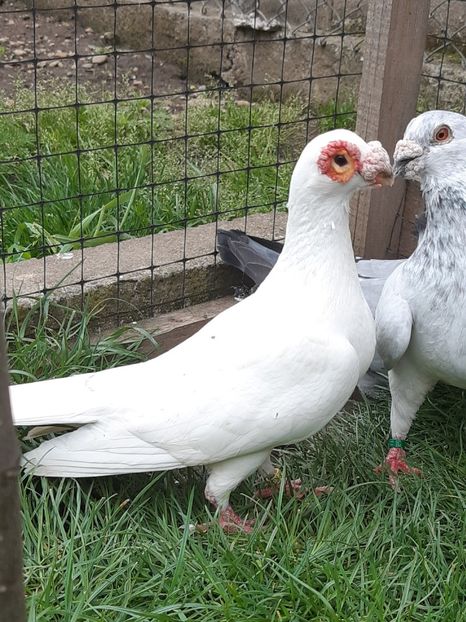 Femela 2017 - Carunculati 2021-bătrânii mei