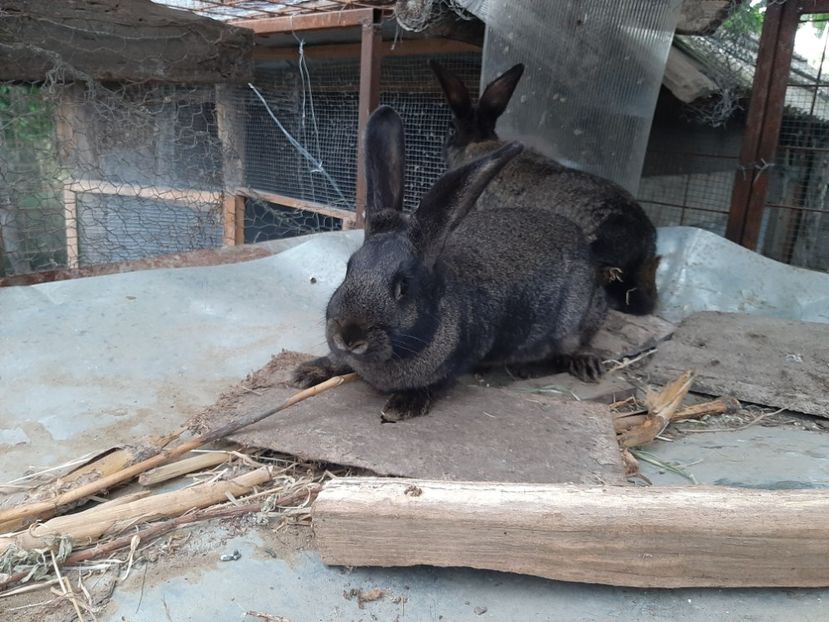  - IEPURI METIS NEO-URIAS