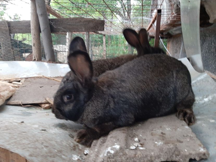  - IEPURI METIS NEO-URIAS