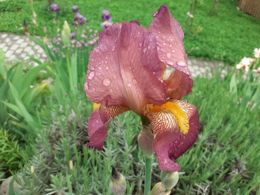 Bali Rose - Iris 2021