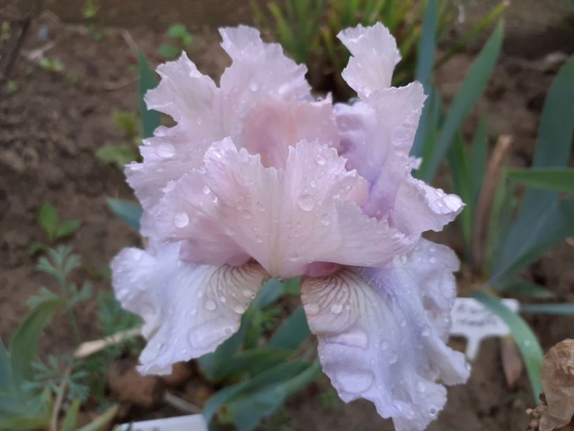 Ballycastle - Iris 2021