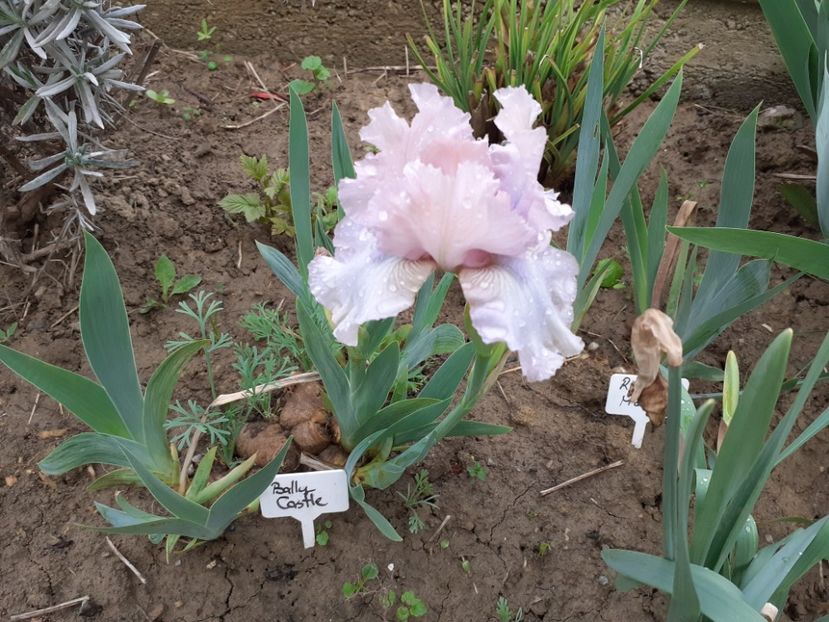 Ballycastle - Iris 2021