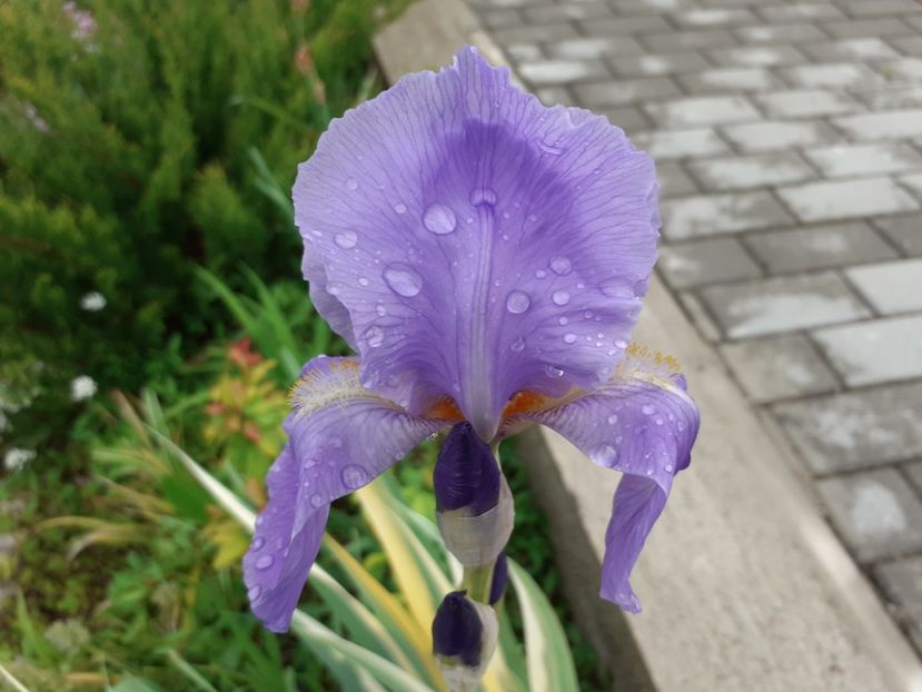 Variegata - Iris 2021