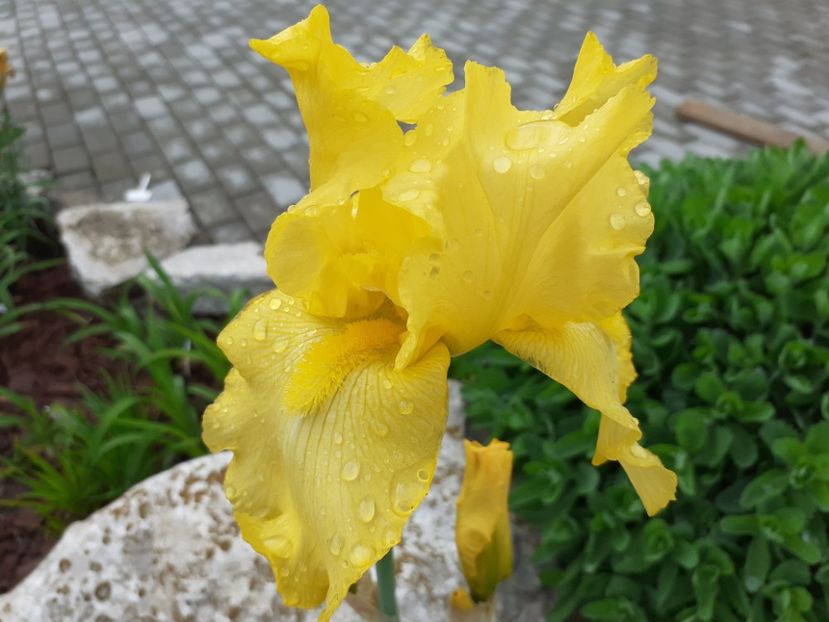 Country Butter? - Iris 2021