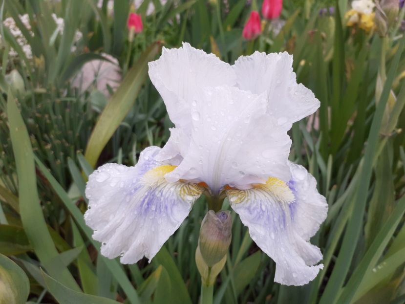 HIGGLEDY PIGGLEDY ? - Iris 2021