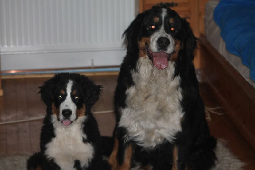 Mandyval - 12-PAZA PORUMBEILOR-DIA