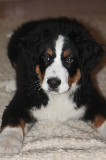  - 12-PAZA PORUMBEILOR-DIA