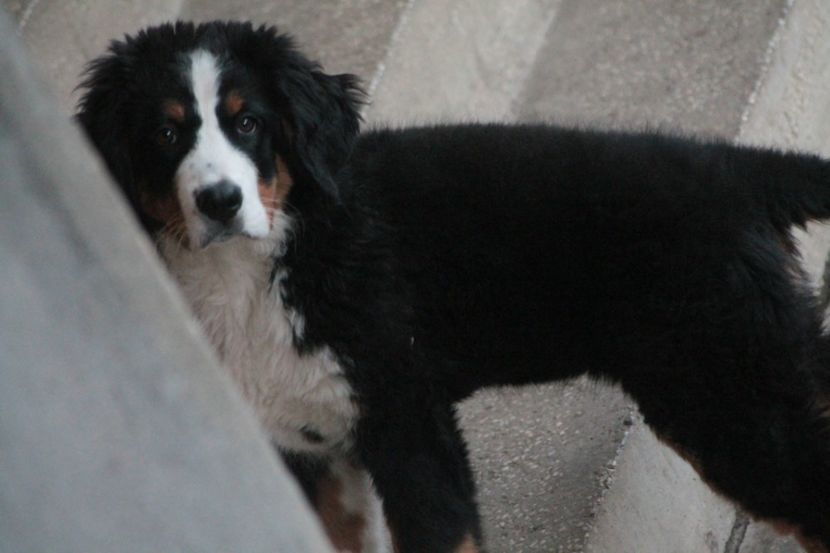  - 12-PAZA PORUMBEILOR-DIA