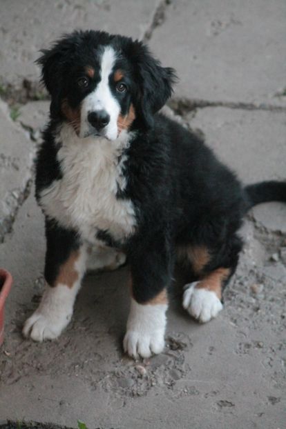  - 12-PAZA PORUMBEILOR-DIA