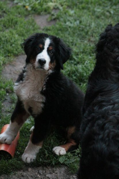  - 12-PAZA PORUMBEILOR-DIA