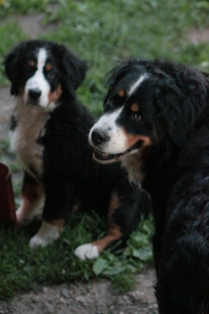  - 12-PAZA PORUMBEILOR-DIA