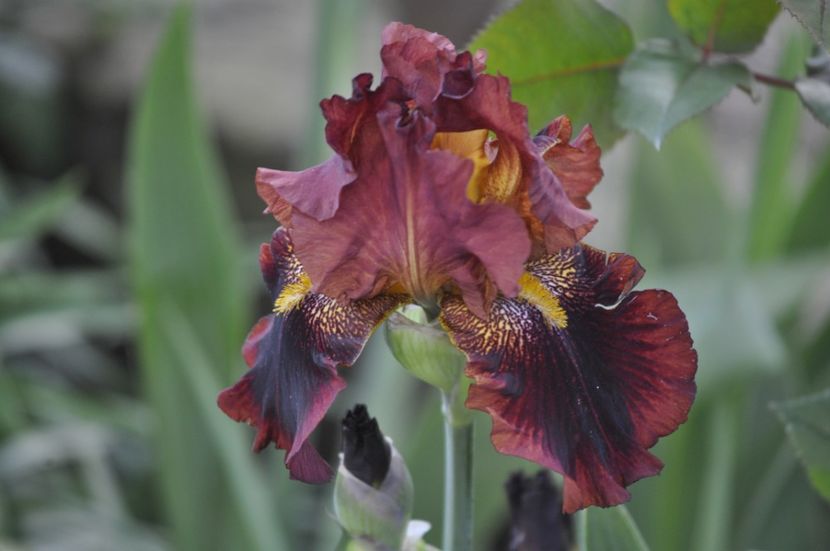 I12 = 10ron - IRISI DE VANZARE 2021