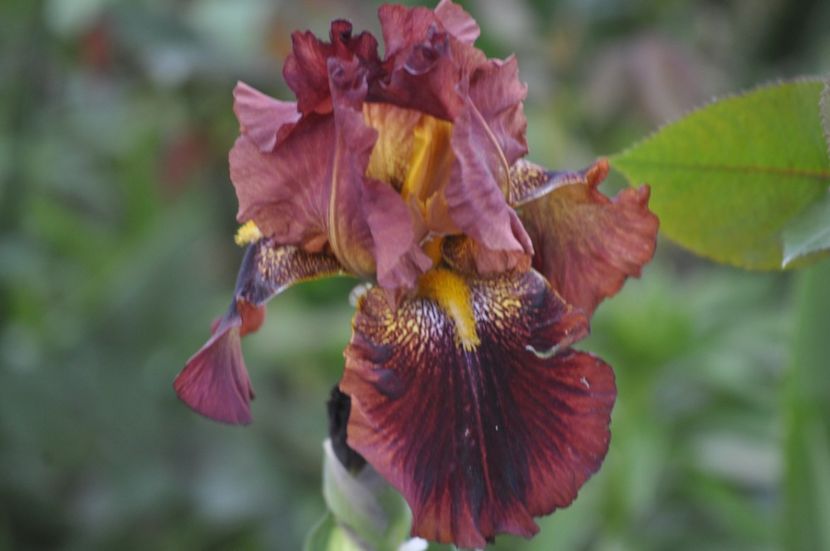 I12 = 10ron - IRISI DE VANZARE 2021