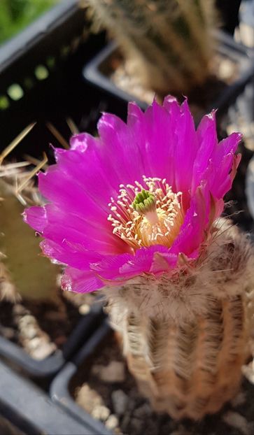  - Echinocereus