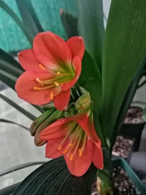  - Clivia Belgian Bronze GT