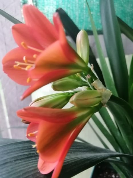  - Clivia Belgian Bronze GT