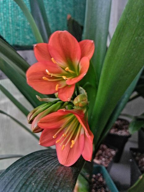  - Clivia Belgian Bronze GT